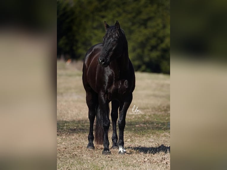 American Quarter Horse Wałach 11 lat 163 cm Kara in Terrell, TX