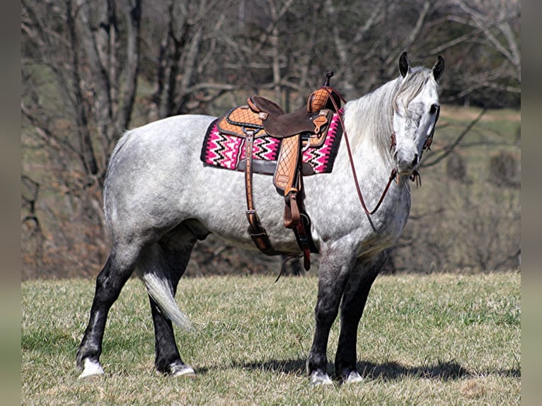 American Quarter Horse Wałach 11 lat 163 cm Siwa in Mt. Vernon, KY