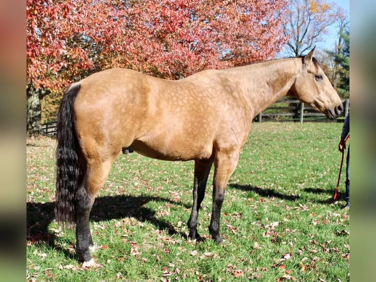American Quarter Horse Mix Wałach 11 lat 168 cm Jelenia in Allentown, NJ