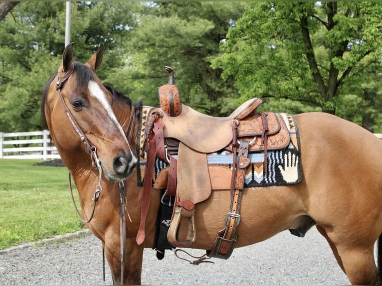 American Quarter Horse Wałach 11 lat Bułana in Allentown, NJ