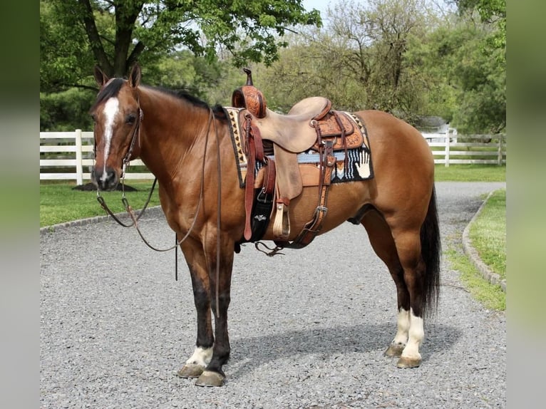 American Quarter Horse Wałach 11 lat Bułana in Allentown, NJ