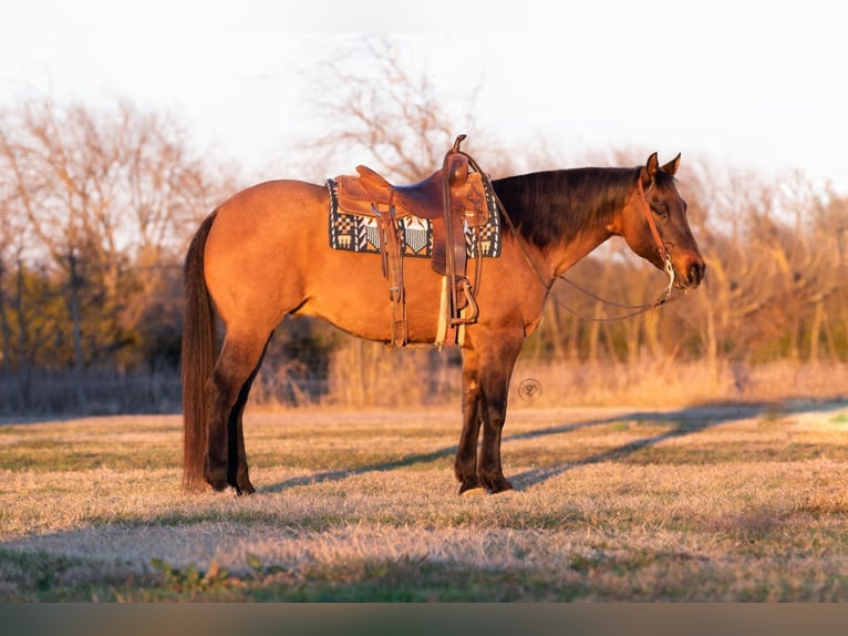 American Quarter Horse Wałach 11 lat Bułana in Ravenna TX