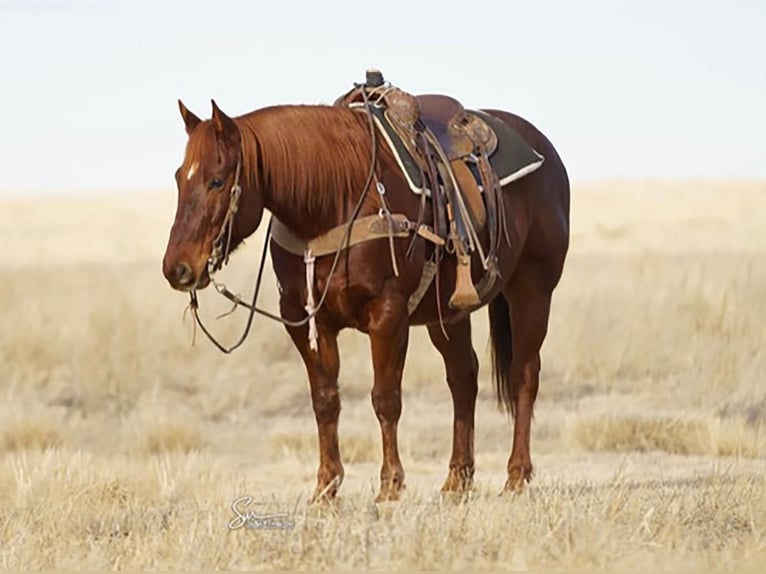 American Quarter Horse Wałach 11 lat Ciemnokasztanowata in Amarillo, TX