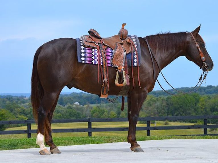 American Quarter Horse Wałach 11 lat Ciemnokasztanowata in Fredericksburg, OH