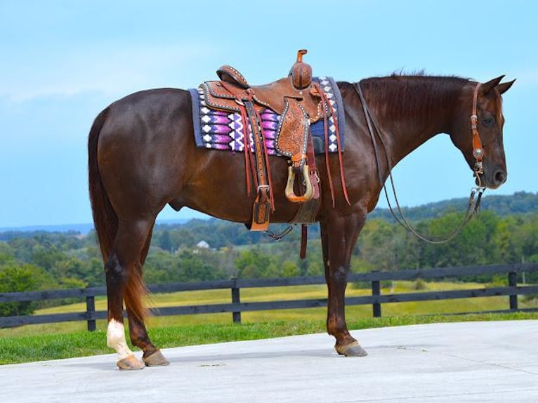 American Quarter Horse Wałach 11 lat Ciemnokasztanowata in Fredericksburg, OH