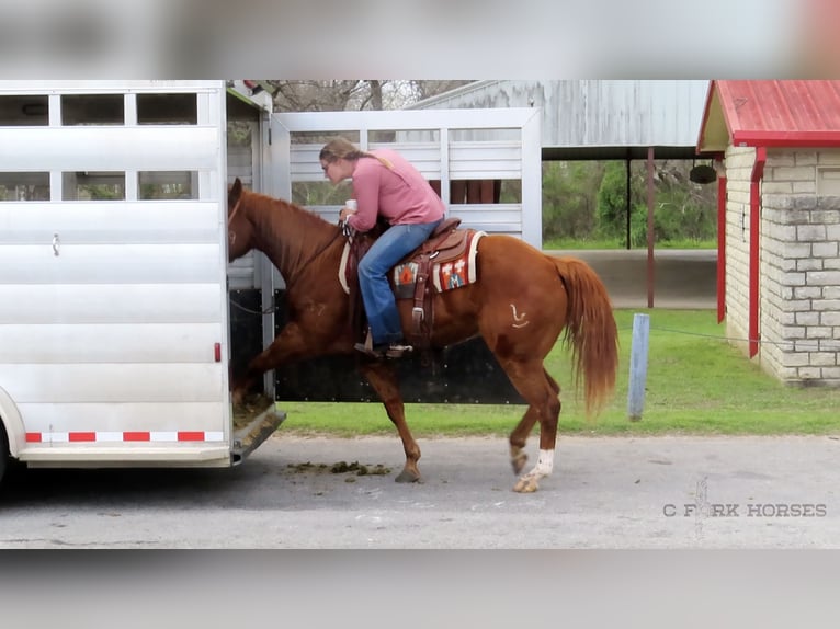 American Quarter Horse Wałach 11 lat Ciemnokasztanowata in Stephenville TX