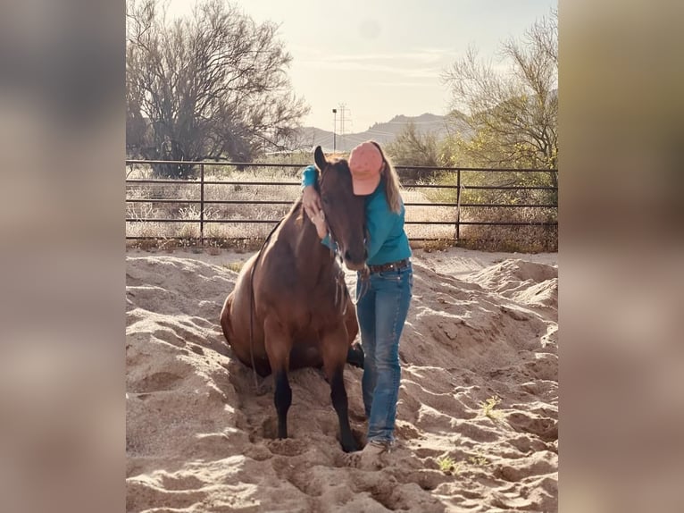 American Quarter Horse Wałach 11 lat Gniada in Scottsdale, AZ