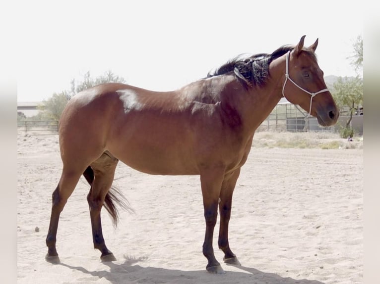 American Quarter Horse Wałach 11 lat Gniada in Scottsdale, AZ