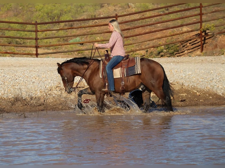 American Quarter Horse Wałach 11 lat Gniada in Graham, TX