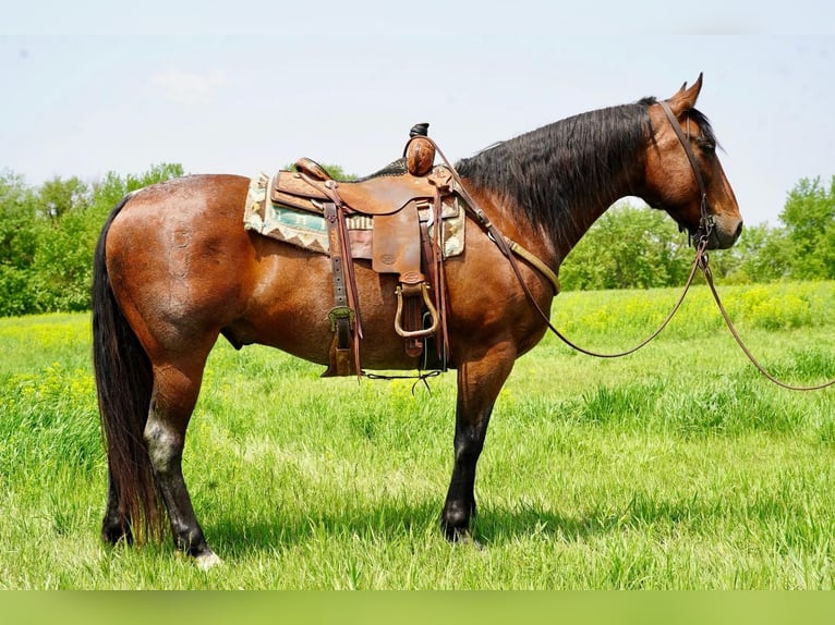 American Quarter Horse Wałach 11 lat Gniadodereszowata in Valley Springs, SD