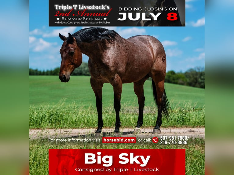 American Quarter Horse Wałach 11 lat Gniadodereszowata in Nevis, MN