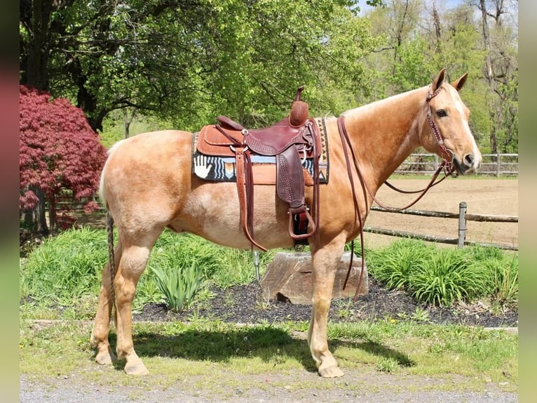American Quarter Horse Wałach 11 lat Izabelowata in Allentown, NJ