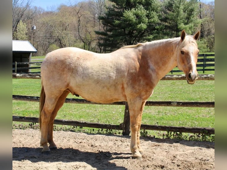 American Quarter Horse Wałach 11 lat Izabelowata in Allentown, NJ