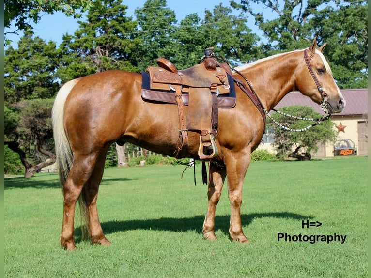 American Quarter Horse Mix Wałach 11 lat Izabelowata in Cushing, OK