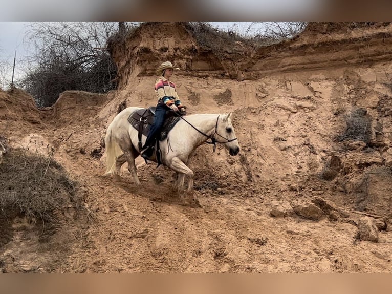 American Quarter Horse Wałach 11 lat Izabelowata in Ravenna, TX