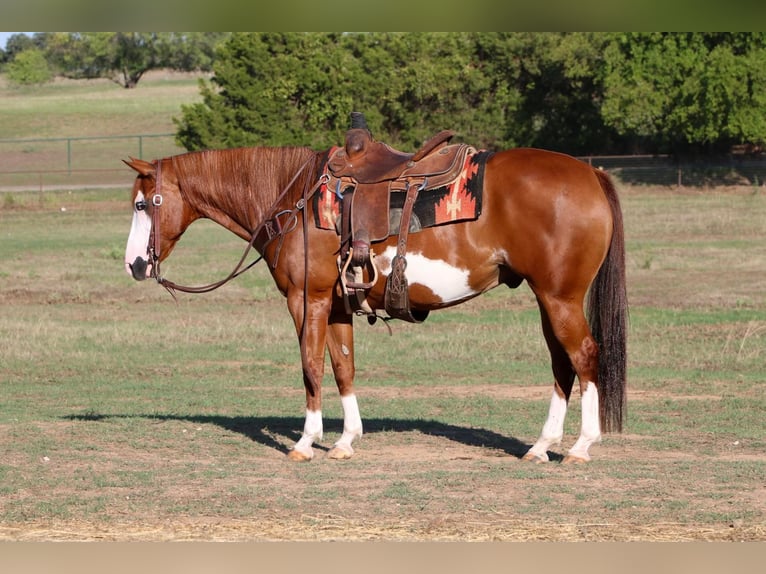 American Quarter Horse Wałach 11 lat Overo wszelkich maści in Cleburne TX