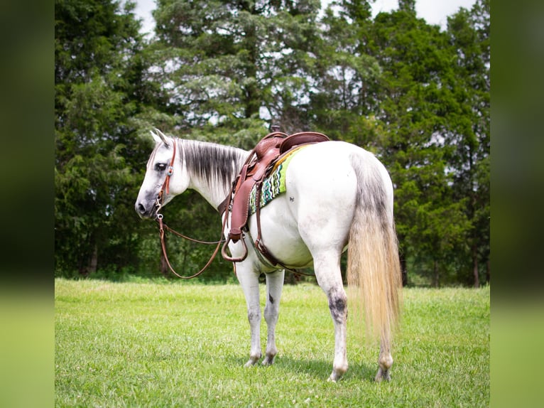 American Quarter Horse Wałach 11 lat Siwa in GREENVILLE, KY
