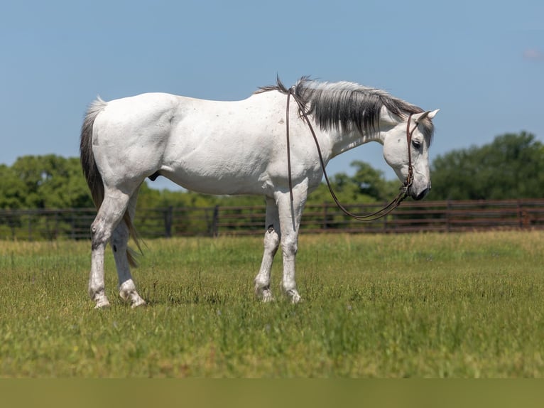 American Quarter Horse Wałach 11 lat Siwa in weatherford TX