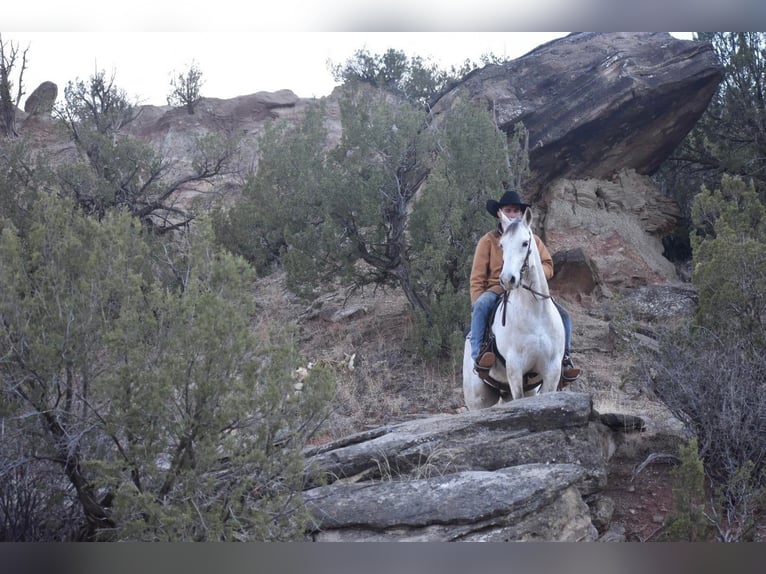 American Quarter Horse Wałach 11 lat Siwa in Sweet Springs MO
