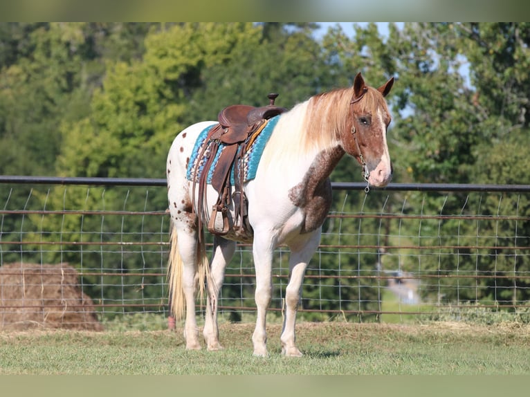American Quarter Horse Wałach 11 lat Srokata in Canton, TX