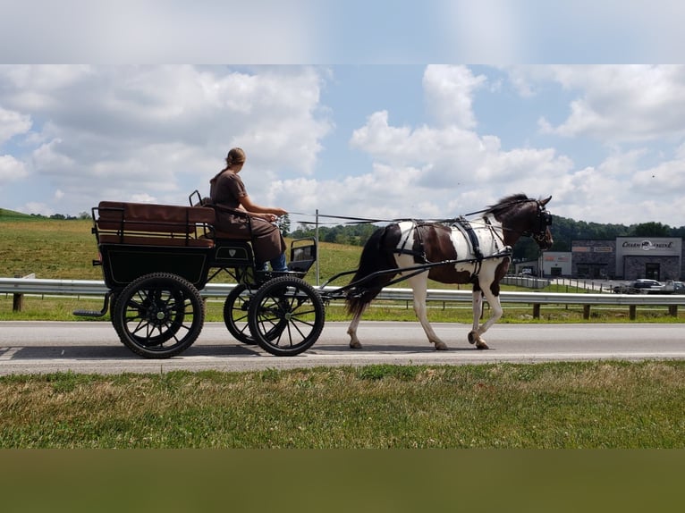 American Quarter Horse Wałach 11 lat Tobiano wszelkich maści in Millersburg OH