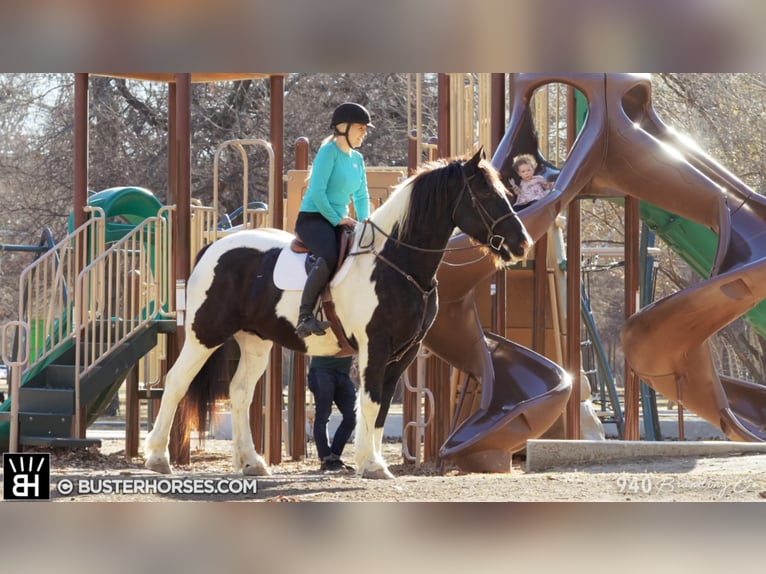 American Quarter Horse Wałach 11 lat Tobiano wszelkich maści in Weatherford TX