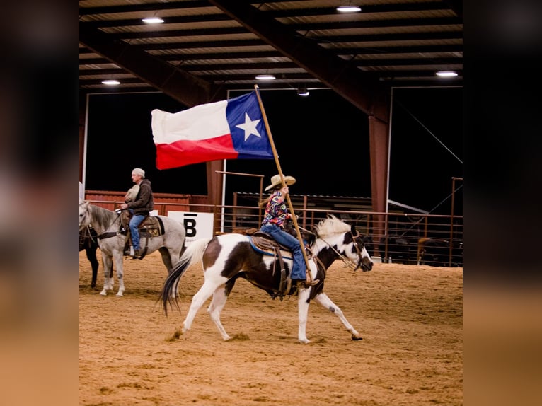 American Quarter Horse Wałach 11 lat Tobiano wszelkich maści in Raveena, TX