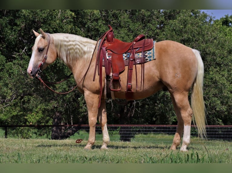 American Quarter Horse Wałach 11 lat in Jaxksboro TX