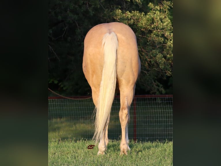 American Quarter Horse Wałach 11 lat in Jaxksboro TX