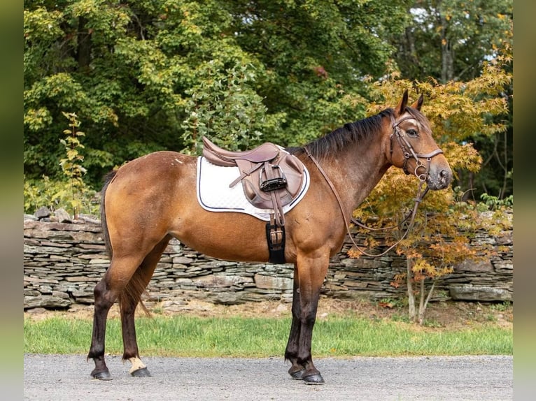 American Quarter Horse Wałach 12 lat 137 cm Gniada in Everett, PA