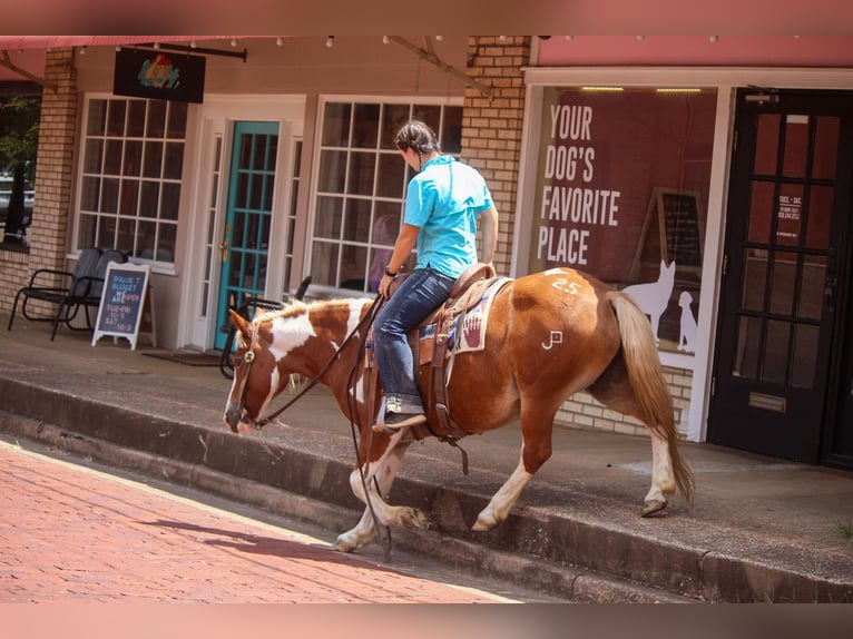 American Quarter Horse Wałach 12 lat 137 cm Tobiano wszelkich maści in Rusk TX