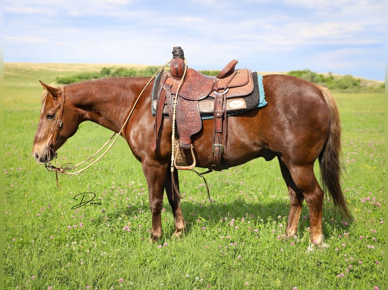 American Quarter Horse Wałach 12 lat 140 cm Ciemnokasztanowata in Thedford, NE