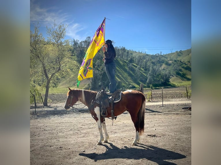 American Quarter Horse Wałach 12 lat 142 cm Tobiano wszelkich maści in Paicines CA