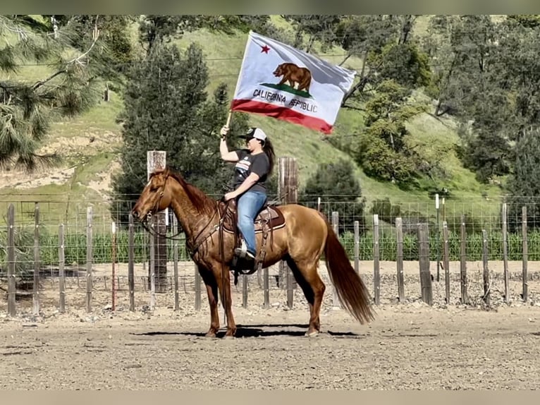 American Quarter Horse Wałach 12 lat 147 cm Bułana in Paicines CA