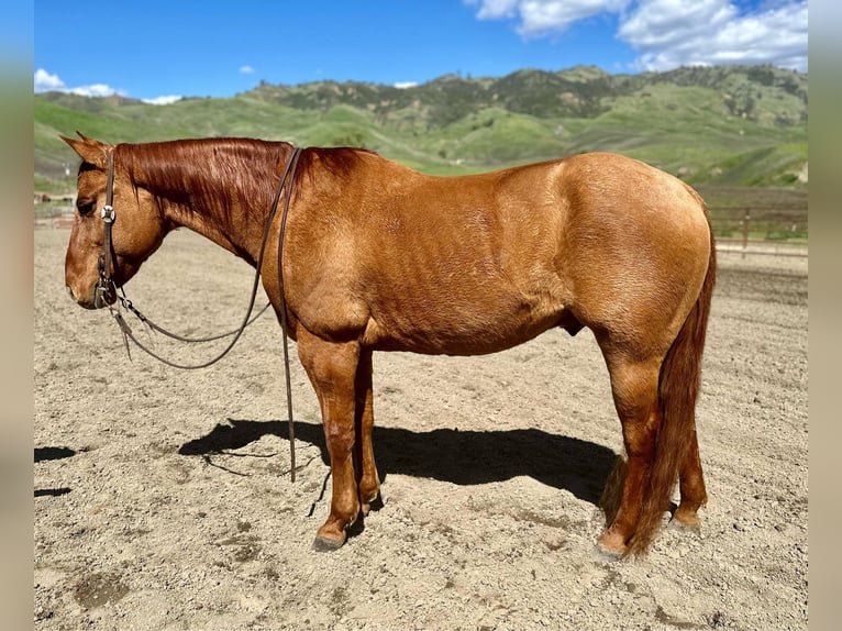 American Quarter Horse Wałach 12 lat 147 cm Bułana in Paicines CA