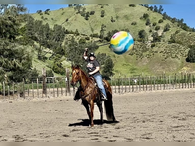 American Quarter Horse Wałach 12 lat 147 cm Bułana in Paicines CA