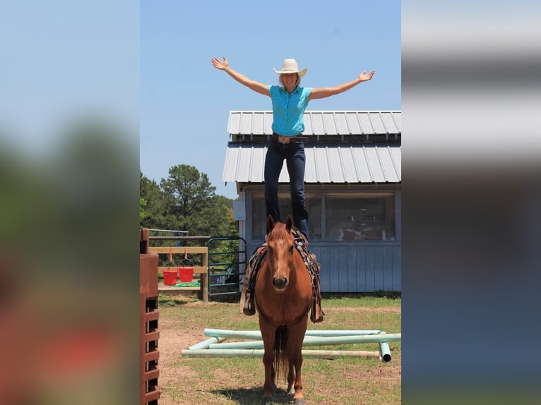 American Quarter Horse Wałach 12 lat 147 cm Ciemnokasztanowata in Huntsville TX