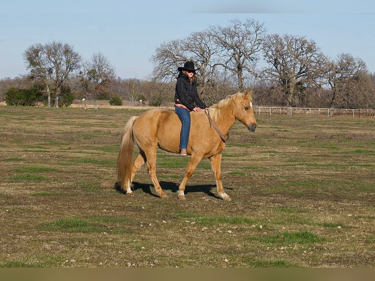American Quarter Horse Wałach 12 lat 147 cm Izabelowata in Kaufman