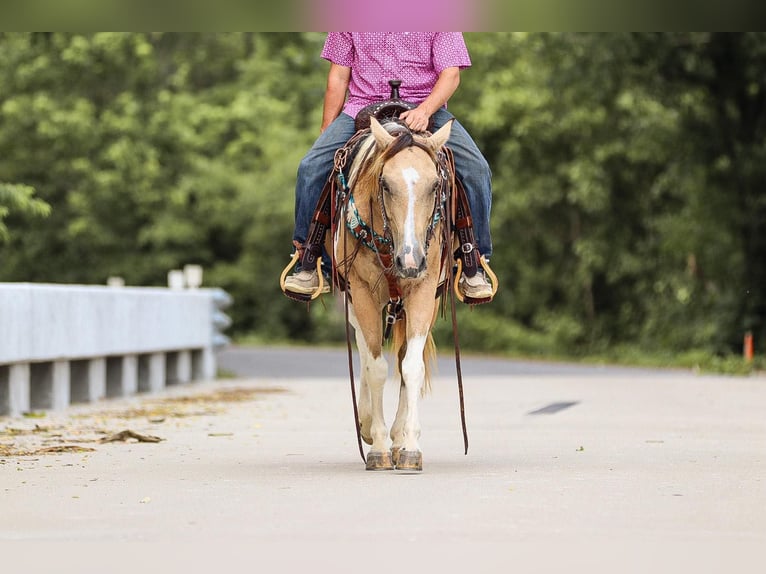 American Quarter Horse Wałach 12 lat 147 cm Jelenia in Santa Fe TN