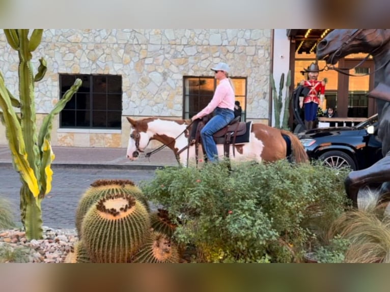 American Quarter Horse Wałach 12 lat 147 cm Overo wszelkich maści in Weatherford TX