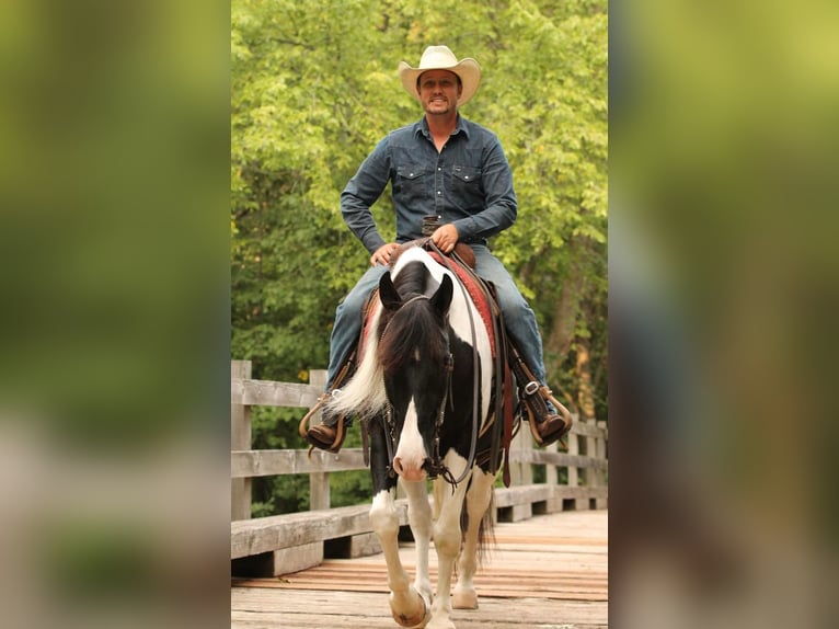 American Quarter Horse Wałach 12 lat 147 cm Tobiano wszelkich maści in Hugo MN