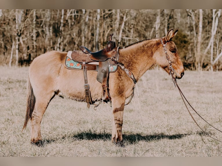 American Quarter Horse Wałach 12 lat 150 cm Bułana in Hillsboro Ky
