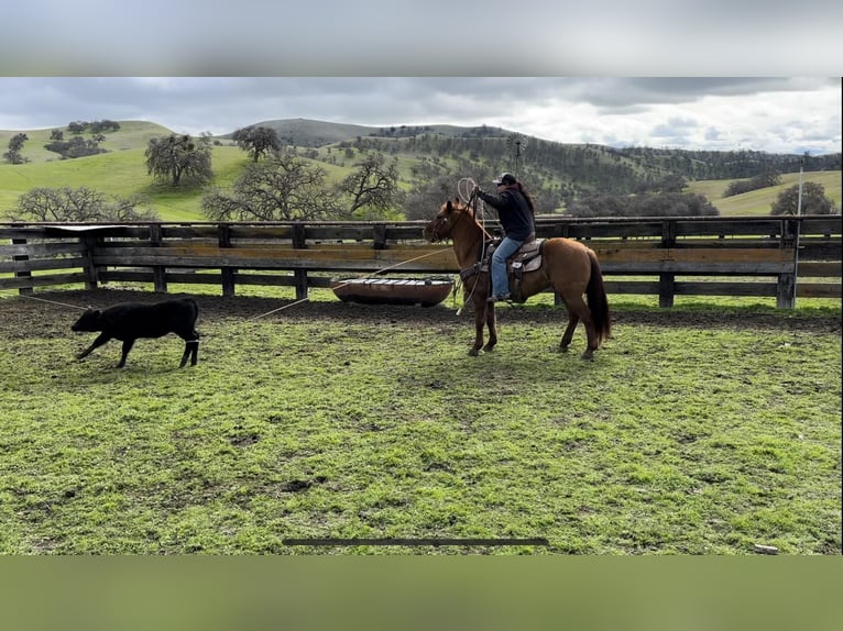 American Quarter Horse Wałach 12 lat 150 cm Bułana in Paicines CA