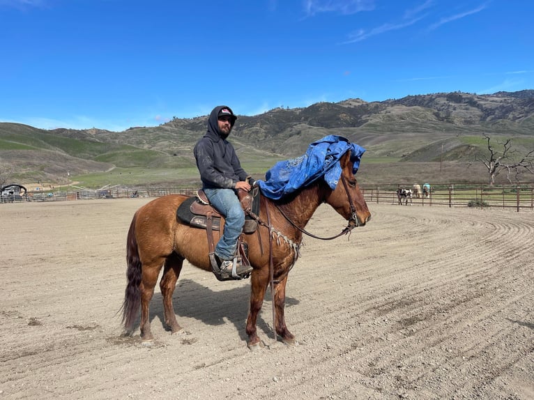 American Quarter Horse Wałach 12 lat 150 cm Bułana in Paicines CA