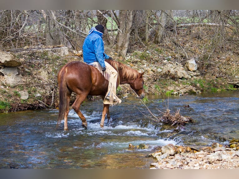 American Quarter Horse Wałach 12 lat 150 cm Ciemnokasztanowata in Mountain Grove MO