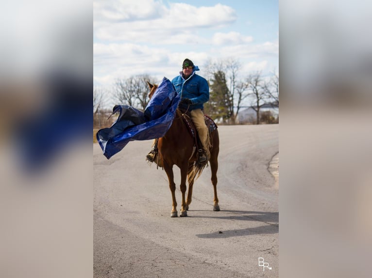 American Quarter Horse Wałach 12 lat 150 cm Ciemnokasztanowata in Mountain Grove MO