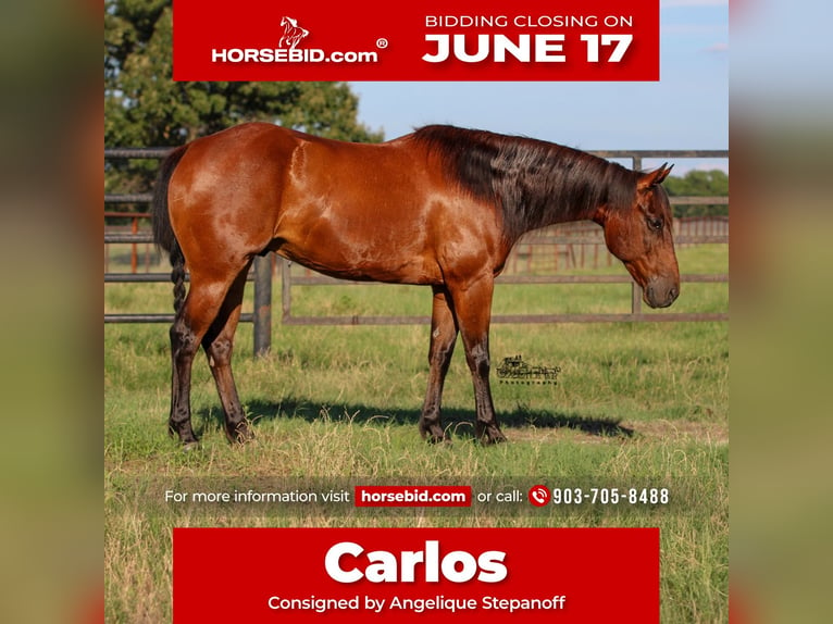 American Quarter Horse Wałach 12 lat 150 cm Gniada in Canton