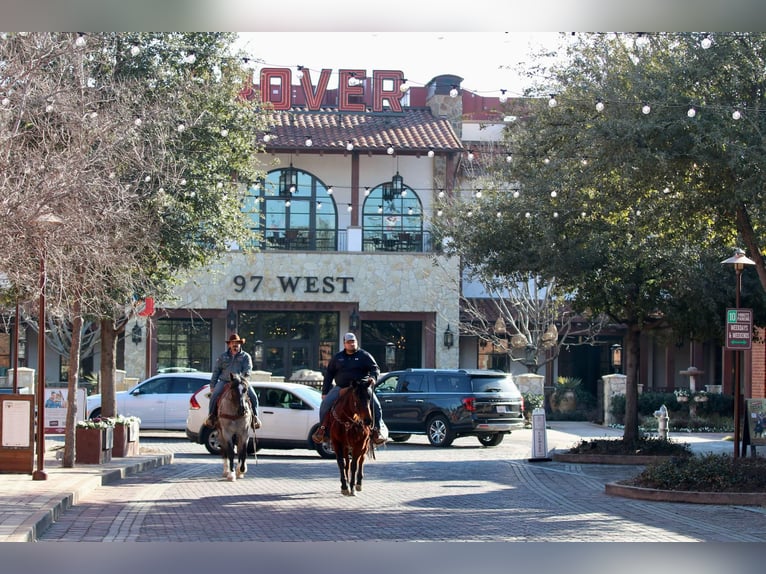 American Quarter Horse Wałach 12 lat 150 cm Gniada in Lipan TX