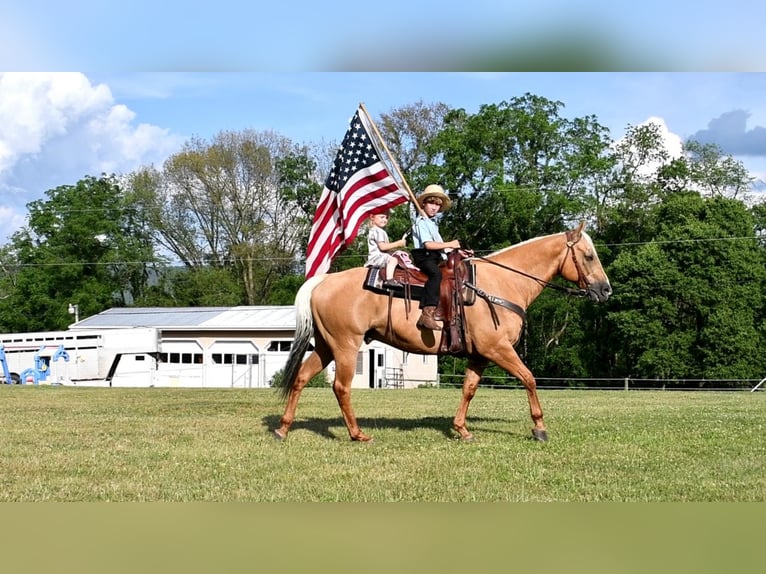 American Quarter Horse Wałach 12 lat 150 cm Izabelowata in Rebersburg, PA