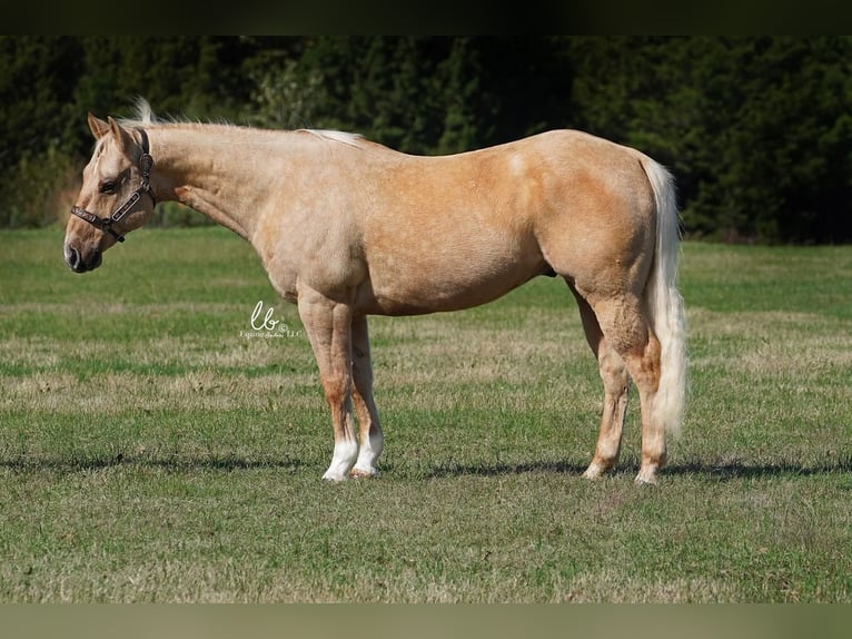 American Quarter Horse Wałach 12 lat 150 cm Izabelowata in Terrell, TX